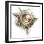 Bird Nest Study I-Ethan Harper-Framed Art Print