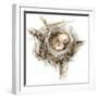 Bird Nest Study I-Ethan Harper-Framed Art Print