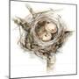 Bird Nest Study I-Ethan Harper-Mounted Art Print