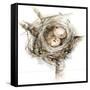 Bird Nest Study I-Ethan Harper-Framed Stretched Canvas