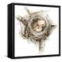 Bird Nest Study I-Ethan Harper-Framed Stretched Canvas