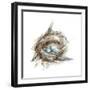 Bird Nest Study II-Ethan Harper-Framed Premium Giclee Print