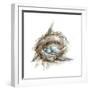 Bird Nest Study II-Ethan Harper-Framed Premium Giclee Print