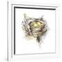Bird Nest Study III-Ethan Harper-Framed Art Print