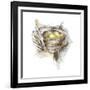 Bird Nest Study III-Ethan Harper-Framed Art Print