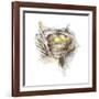 Bird Nest Study III-Ethan Harper-Framed Art Print