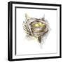 Bird Nest Study III-Ethan Harper-Framed Art Print