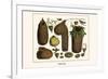 Bird Nests-Albertus Seba-Framed Art Print