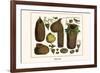 Bird Nests-Albertus Seba-Framed Premium Giclee Print