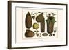 Bird Nests-Albertus Seba-Framed Art Print