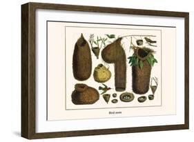 Bird Nests-Albertus Seba-Framed Art Print