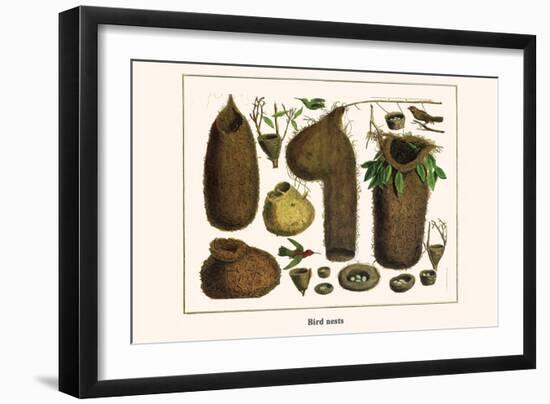Bird Nests-Albertus Seba-Framed Art Print