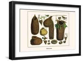 Bird Nests-Albertus Seba-Framed Art Print