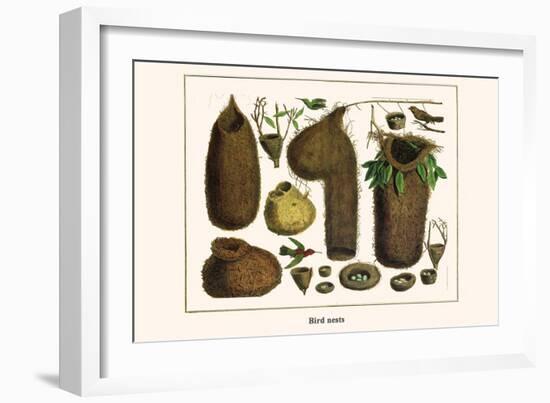 Bird Nests-Albertus Seba-Framed Art Print