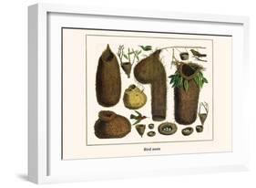 Bird Nests-Albertus Seba-Framed Art Print