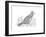 Bird North Cardinal-Neeti Goswami-Framed Art Print