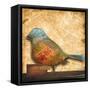 Bird of Collage I-Patricia Pinto-Framed Stretched Canvas