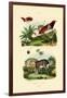 Bird of Paradise, 1833-39-null-Framed Giclee Print