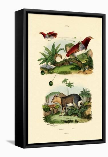 Bird of Paradise, 1833-39-null-Framed Stretched Canvas