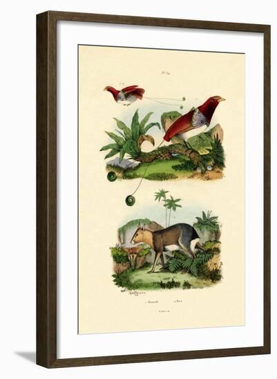 Bird of Paradise, 1833-39-null-Framed Giclee Print