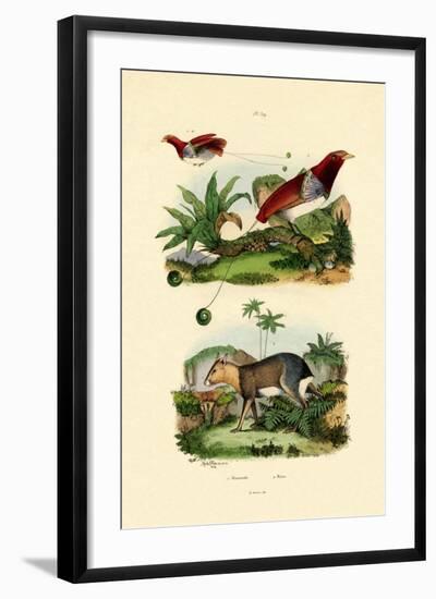 Bird of Paradise, 1833-39-null-Framed Giclee Print