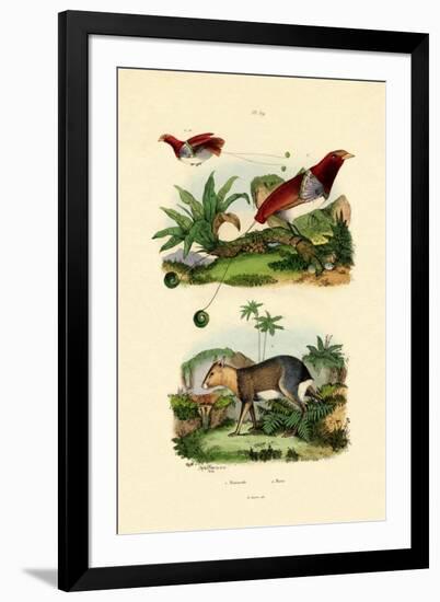 Bird of Paradise, 1833-39-null-Framed Giclee Print