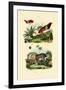 Bird of Paradise, 1833-39-null-Framed Giclee Print