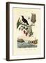 Bird of Paradise, 1833-39-null-Framed Giclee Print