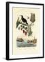 Bird of Paradise, 1833-39-null-Framed Giclee Print