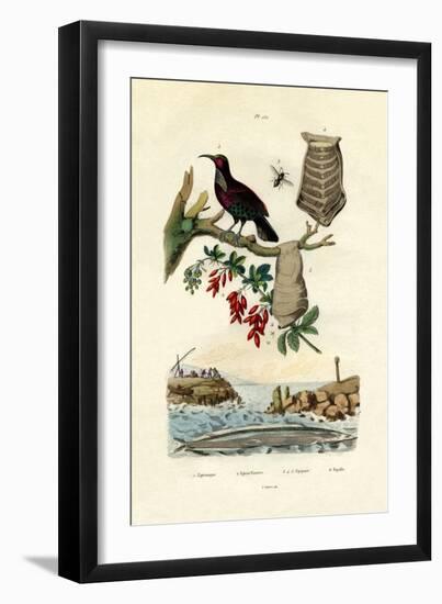 Bird of Paradise, 1833-39-null-Framed Giclee Print