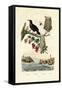 Bird of Paradise, 1833-39-null-Framed Stretched Canvas