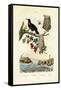 Bird of Paradise, 1833-39-null-Framed Stretched Canvas