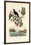 Bird of Paradise, 1833-39-null-Framed Giclee Print