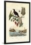 Bird of Paradise, 1833-39-null-Framed Premium Giclee Print