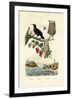 Bird of Paradise, 1833-39-null-Framed Giclee Print