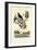 Bird of Paradise, 1833-39-null-Framed Premium Giclee Print