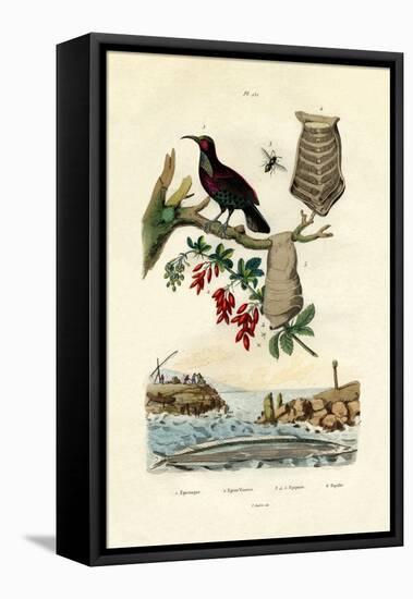Bird of Paradise, 1833-39-null-Framed Stretched Canvas