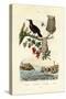 Bird of Paradise, 1833-39-null-Stretched Canvas