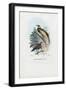 Bird of Paradise, 1863-79-Raimundo Petraroja-Framed Giclee Print
