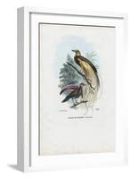 Bird of Paradise, 1863-79-Raimundo Petraroja-Framed Giclee Print