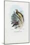 Bird of Paradise, 1863-79-Raimundo Petraroja-Mounted Giclee Print