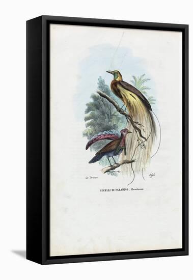 Bird of Paradise, 1863-79-Raimundo Petraroja-Framed Stretched Canvas