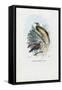 Bird of Paradise, 1863-79-Raimundo Petraroja-Framed Stretched Canvas