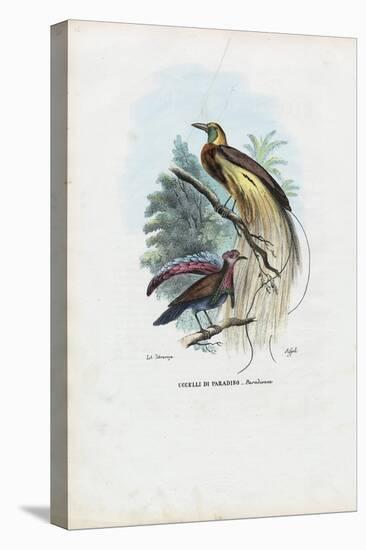 Bird of Paradise, 1863-79-Raimundo Petraroja-Stretched Canvas