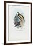 Bird of Paradise, 1863-79-Raimundo Petraroja-Framed Giclee Print