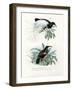 Bird of Paradise, 1864-null-Framed Giclee Print