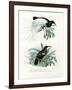 Bird of Paradise, 1864-null-Framed Giclee Print