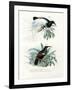 Bird of Paradise, 1864-null-Framed Giclee Print