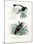 Bird of Paradise, 1864-null-Mounted Giclee Print