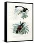 Bird of Paradise, 1864-null-Framed Stretched Canvas